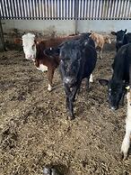 Beautiful 2 Bed Bungalow in Laugharne Situated