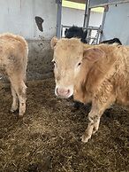 Beautiful 2 Bed Bungalow in Laugharne Situated