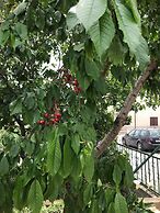 Apartments Villa Tanja