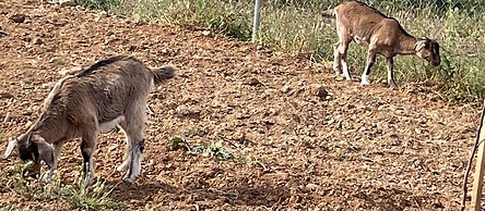 Eco Studio Flat Kalyvia Thorikou, Greece