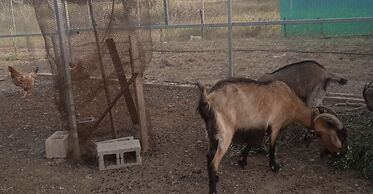 Ecological Studio Flat in Kalyvia Thorikou, Greece