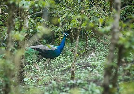 Mistly Plantation Bungalow
