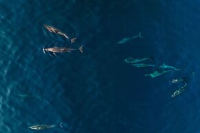 Avani+ Fares Maldives Resort