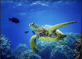 Outstanding Oceanfront Studio - Kona Islander Inn Condos Condo by RedA