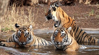 BluSalzz Escapade, Lansdowne - Uttarakhand