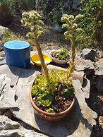 House Lavanda