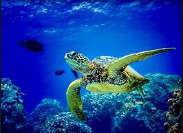 Nautical Theme Garden View Studio - Kona Islander Inn Condos Condo by 