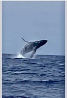 Nautical Theme Garden View Studio - Kona Islander Inn Condos Condo by 