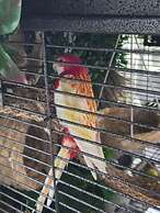 Barefoot Mailman Inn & Suites