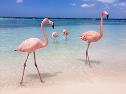 Acozy Nice Studio Palm Beach,wifi Free,beach Close