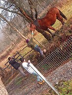 Room in Guest Room - Cozy Rural Retreat in Roşia Montana
