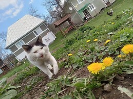 Room in Guest Room - Cozy Rural Retreat in Roşia Montana