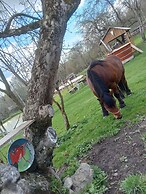Room in Guest Room - Cozy Rural Retreat in Roşia Montana