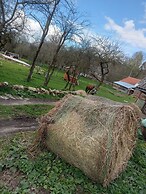 Room in Guest Room - Cozy Rural Retreat in Roşia Montana