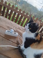 Room in Guest Room - Cozy Rural Retreat in Roşia Montana