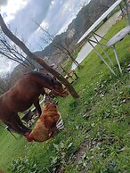 Room in Guest Room - Cozy Rural Retreat in Roşia Montana