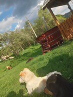 Room in Guest Room - Cozy Rural Retreat in Roşia Montana