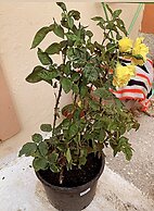 Cosy and Familiar Maisonette in Agious Deka, Corfu