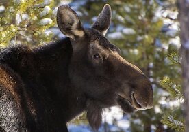 Innsbrook Cabin 4 Bedroom Cabin by RedAwning