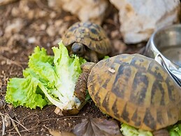 Summer House Silvija