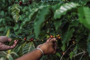InterContinental Lifou Wadra Bay Resort by IHG