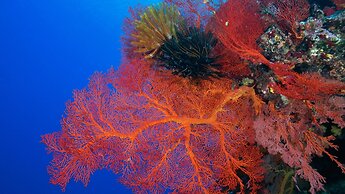 InterContinental Lifou Wadra Bay Resort by IHG