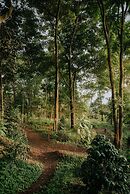 Hotel La Palma y El Tucan - Coffee & Nature