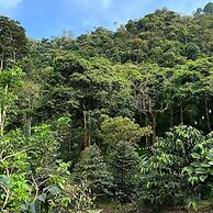 Hotel La Palma y El Tucan - Coffee & Nature