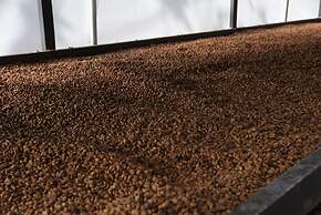 Hotel La Palma y El Tucan - Coffee & Nature