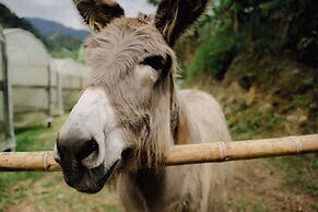 Hotel La Palma y El Tucan - Coffee & Nature