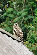 Hotel La Palma y El Tucan - Coffee & Nature