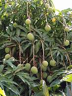 Pousada Casablanca Águas de São Pedro