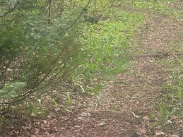 Ladd Pond Cabins and Campground