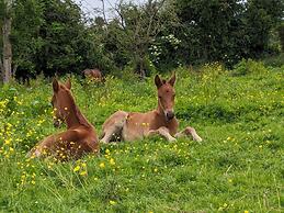 Le Haras D'havetot
