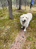 RockyMountainView BnB