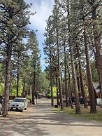 Grey Squirrel Resort