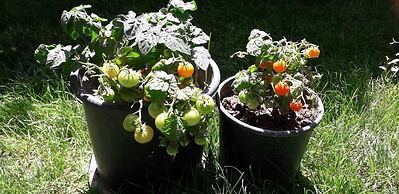 Düsseldorf Pansiyon