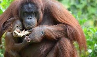 Quirky Loft Apartment in Paignton With sea Views