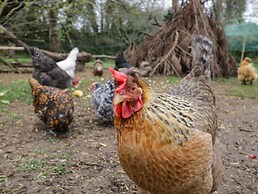 Orchard House Cottage