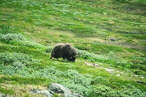 Kongsvold Fjeldstue by Frich`s