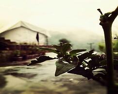 D Jungle Dabas Cottages