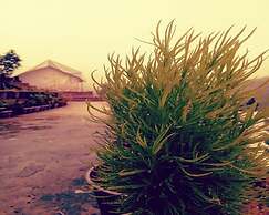 D Jungle Dabas Cottages