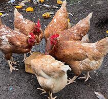Riverside Homestead Waitangi