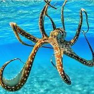 Private Waikiki Condos with Corp Rental Car Discount and free Tour Gui