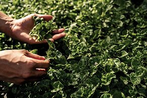 COMO Point Yamu, Phuket