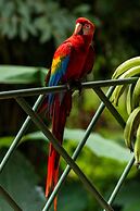 Tabulia Tree Hotel and Villas