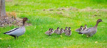 Beechworth Cedar Cottages