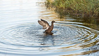 Russell - Orongo Bay Holiday Park