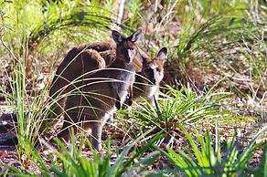 Yelverton Brook Conservation Sanctuary