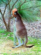 Yelverton Brook Conservation Sanctuary